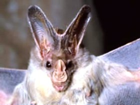 Mount Etna Caves National Park - Maitland Accommodation 0