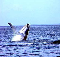 Whale Watching - Maitland Accommodation