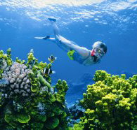 Wheeler Reef Dive Site - Maitland Accommodation