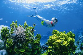 Wheeler Reef Dive Site - Maitland Accommodation 0