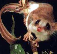 Carrowong Fauna Sanctuary - Maitland Accommodation