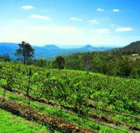 Preston Peak Wines - Maitland Accommodation