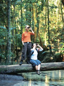 Birdwatching On The Fraser Coast - Maitland Accommodation 0