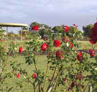 Elizabeth Park Rose Gardens - Maitland Accommodation