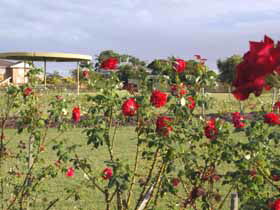 Elizabeth Park Rose Gardens - Maitland Accommodation 0
