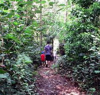 Malanda Falls Rainforest Walk Malanda Falls Conservation Park - Maitland Accommodation