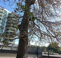The Leichhardt Tree - Maitland Accommodation