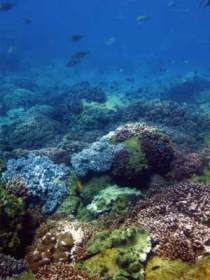 Hoffman's Rocks Dive Site - Maitland Accommodation 0