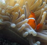 Flat Rock Dive Site - Maitland Accommodation