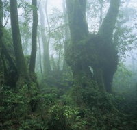 West Canungra Creek Circuit - Maitland Accommodation