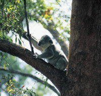 Daisy Hill Conservation Park - Maitland Accommodation