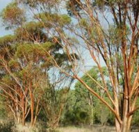 Myall Park Botanic Garden - Maitland Accommodation