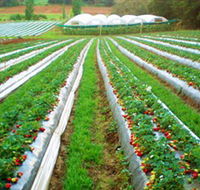 Kookaberry Strawberry Farm - Maitland Accommodation