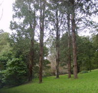 Mount Dandenong Arboretum - Maitland Accommodation