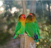 Ballarat Bird World - Maitland Accommodation