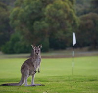Anglesea Golf Club - Maitland Accommodation