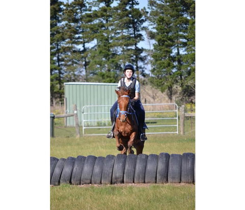 Saddle On Riding School - Maitland Accommodation 9
