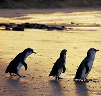 Phillip Island Nature Park - Maitland Accommodation