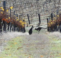 Blue Pyrenees Estate - Maitland Accommodation