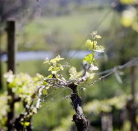Coldstream Hills - Maitland Accommodation