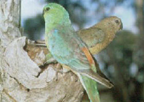 Rainbow VIC Maitland Accommodation