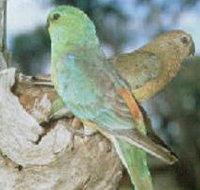 Lake Albacutya Regional Park - Maitland Accommodation