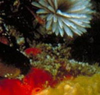 Point Cooke Marine Sanctuary - Maitland Accommodation