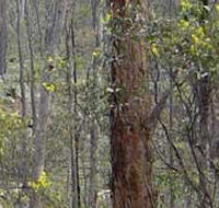 Heathcote-Graytown National Park - Maitland Accommodation