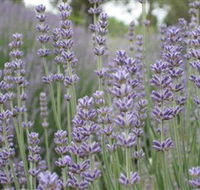 Warratina Lavender Farm - Maitland Accommodation