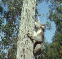 Creswick Regional Park - Maitland Accommodation