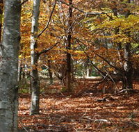 RJ Hamer Arboretum - Maitland Accommodation