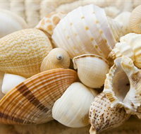 Anglesea Beach Club - Maitland Accommodation