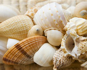 Anglesea Beach Club - Maitland Accommodation 0