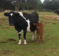 Animal Land Children's Farm