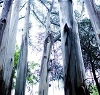 Dandenong Ranges National Park - Maitland Accommodation