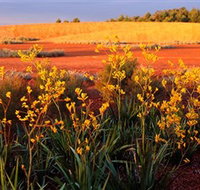 Royal Botanic Gardens Victoria Cranbourne - Maitland Accommodation