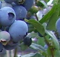 Tuckerberry Hill - Maitland Accommodation