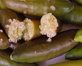 Bemboka NSW Maitland Accommodation