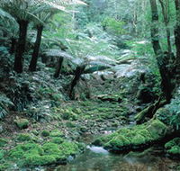Deua National Park - Maitland Accommodation