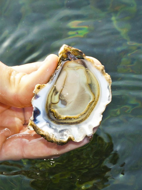 The Oyster Pot - Maitland Accommodation 0