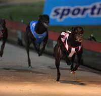 Dapto Dogs - Maitland Accommodation