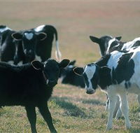 Bodalla Dairy Cheese Factory - Maitland Accommodation