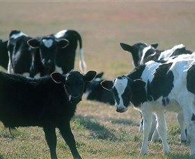 Bodalla Dairy Cheese Factory - Maitland Accommodation 0