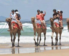 Camel Rides With Coffs Coast Camels - Maitland Accommodation 0