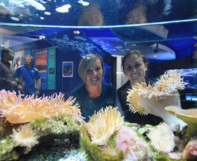 Solitary Islands Aquarium - Maitland Accommodation 0