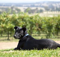 Moothi Estate Vineyard and Cellar Door - Maitland Accommodation