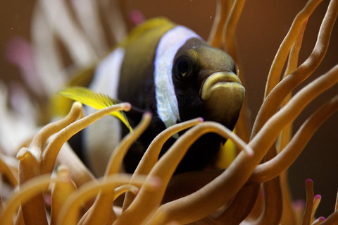 Solitary Islands Aquarium - Maitland Accommodation 1