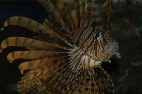 Solitary Islands Aquarium - Maitland Accommodation 4