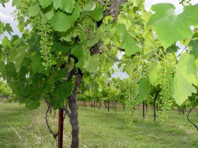 Holland Wines - Maitland Accommodation 0