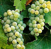 Clover Hill Vineyard - Maitland Accommodation